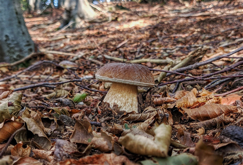 Raccolta funghi